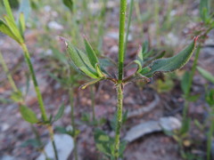 Opercularia hispida
