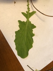 Youngia japonica
