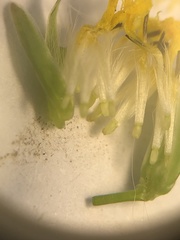 Youngia japonica