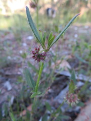 Opercularia hispida