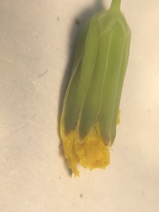 Youngia japonica