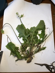 Youngia japonica