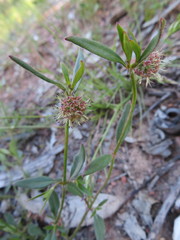 Opercularia hispida