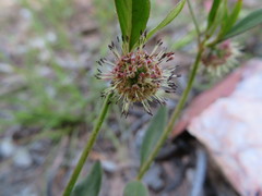 Opercularia hispida
