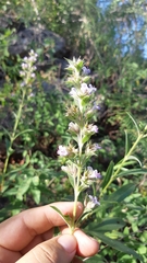 Hyptis rhytidea