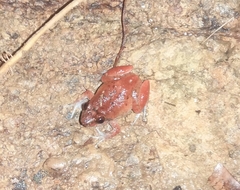 Limnonectes khasianus