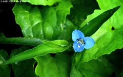 Commelina caroliniana