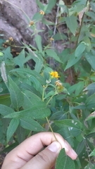 Lasianthaea ceanothifolia