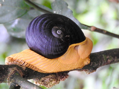 Indrella ampulla