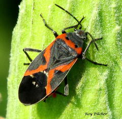 Lygaeus kalmii angustomarginatus