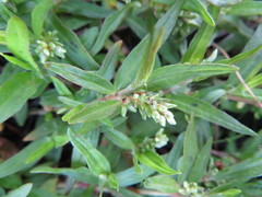 Persicaria prostrata