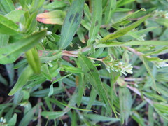 Persicaria prostrata