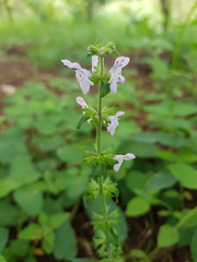 Salvia alvajaca