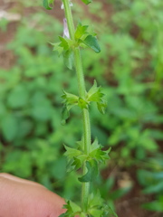 Salvia alvajaca