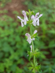 Salvia alvajaca