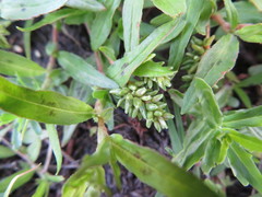 Persicaria prostrata