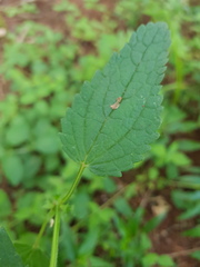 Salvia alvajaca