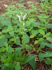Salvia alvajaca