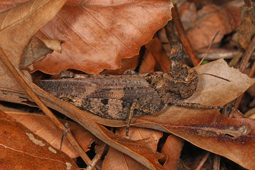 Clouded Grasshopper photo 4