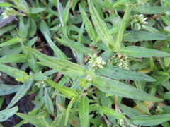 Persicaria prostrata