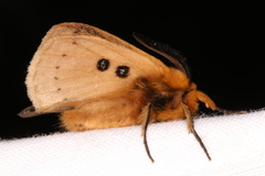Anthela ocellata