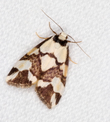 Thallarcha staurocola