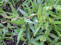 Persicaria prostrata