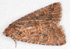 Hypoperigea tonsa