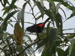 Ramphocelus flammigerus flammigerus