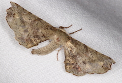 Parepisparis excusata