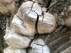 Phellinopsis conchata