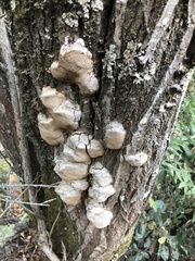 Phellinopsis conchata