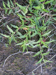 Persicaria prostrata