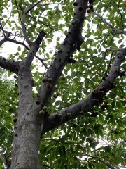 Ficus variegata garciae
