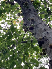 Ficus variegata garciae