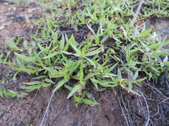 Persicaria prostrata