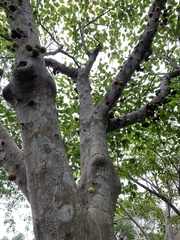 Ficus variegata garciae
