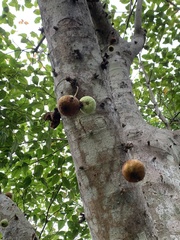 Ficus variegata garciae