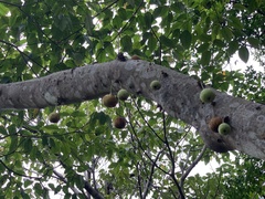 Ficus variegata garciae
