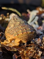 Calliostoma gemmulatum