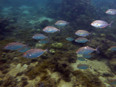 Pseudocaranx