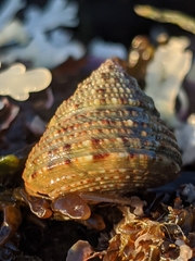 Calliostoma gemmulatum