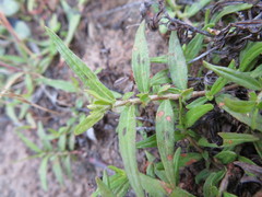 Persicaria prostrata