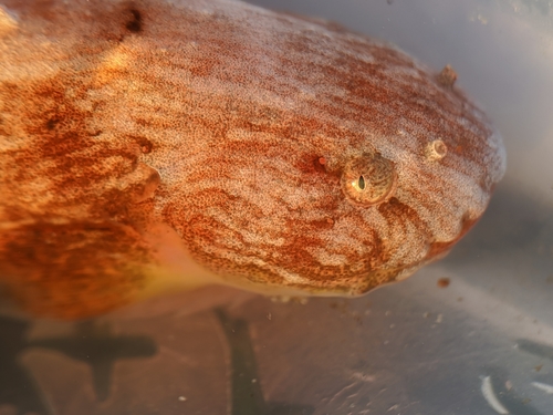 Slimy snailfish (Liparis mucosus) — Liparidae — 4