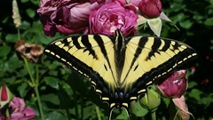 Papilio rutulus