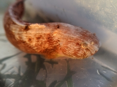 Liparis mucosus