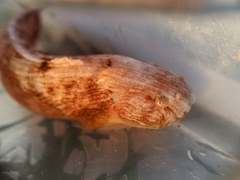 Liparis mucosus