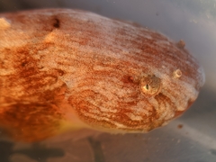Liparis mucosus