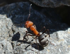 Formica propinqua