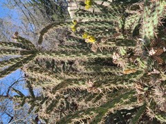 Cylindropuntia whipplei